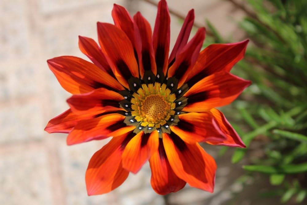 Gazania (flower Gazania rigens kiss frosty red) for planting in garden